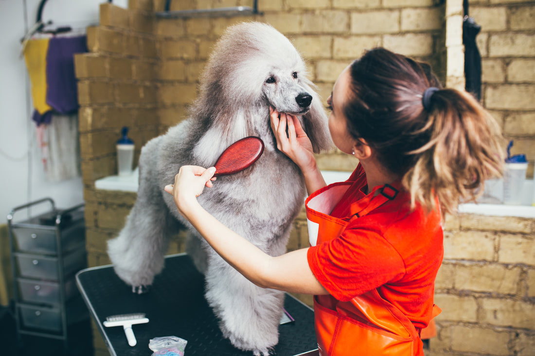 Dog Grooming Techniques for Large Dogs: A Comprehensive Guide