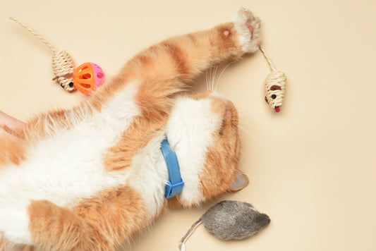 The Ultimate Guide to Cat Toys: Why They’re Essential for Your Feline Friend (and You!)